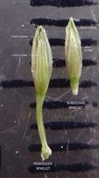  Spikelet pair (Abaxial view) -  Upper glume